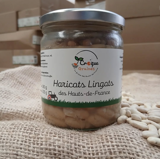 Haricots lingots