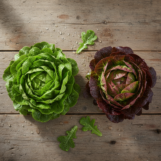 Feuille de chêne verte et rouge